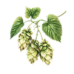 Hopfen