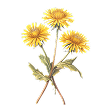 Dandelion