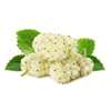 Japanese white mulberry
