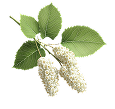 Japanese white mulberry