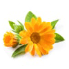 Marigold flowers, Marigold petals