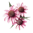 Echinacea