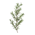 Rosemary