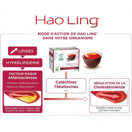 Mode d'action du thé Hao Ling sur le cholestérol