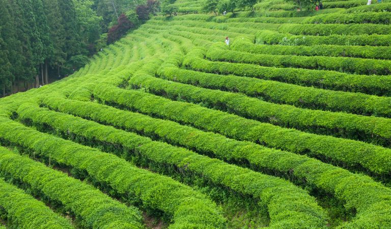 Les 10 plantes pour mieux dormir