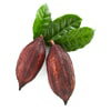 Coques de fèves de cacao