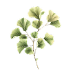 Ginkgo biloba 