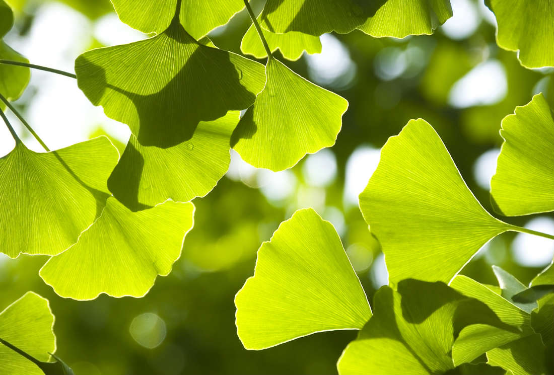 Le ginkgo biloba 