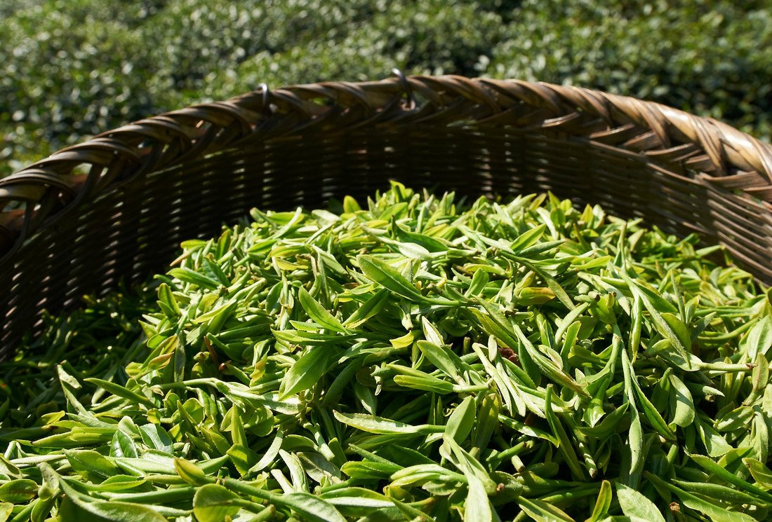 Pourquoi consommer du thé bio est important pour soi et pour la