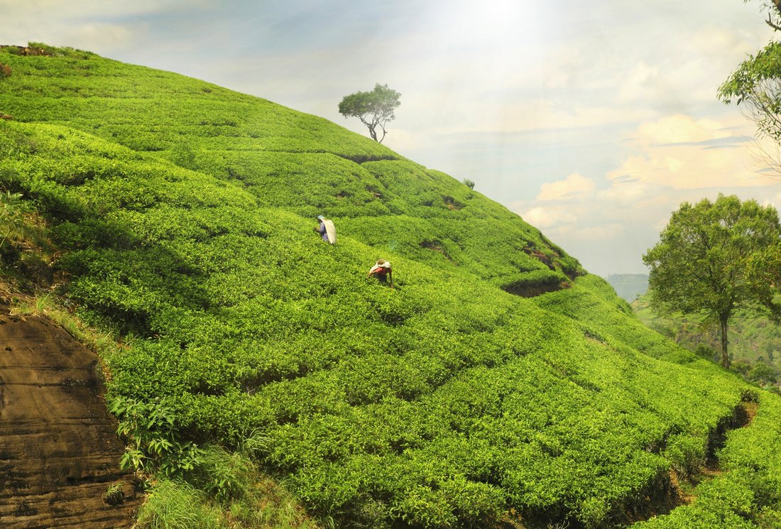 Histoire des plantations de thé Darjeeling