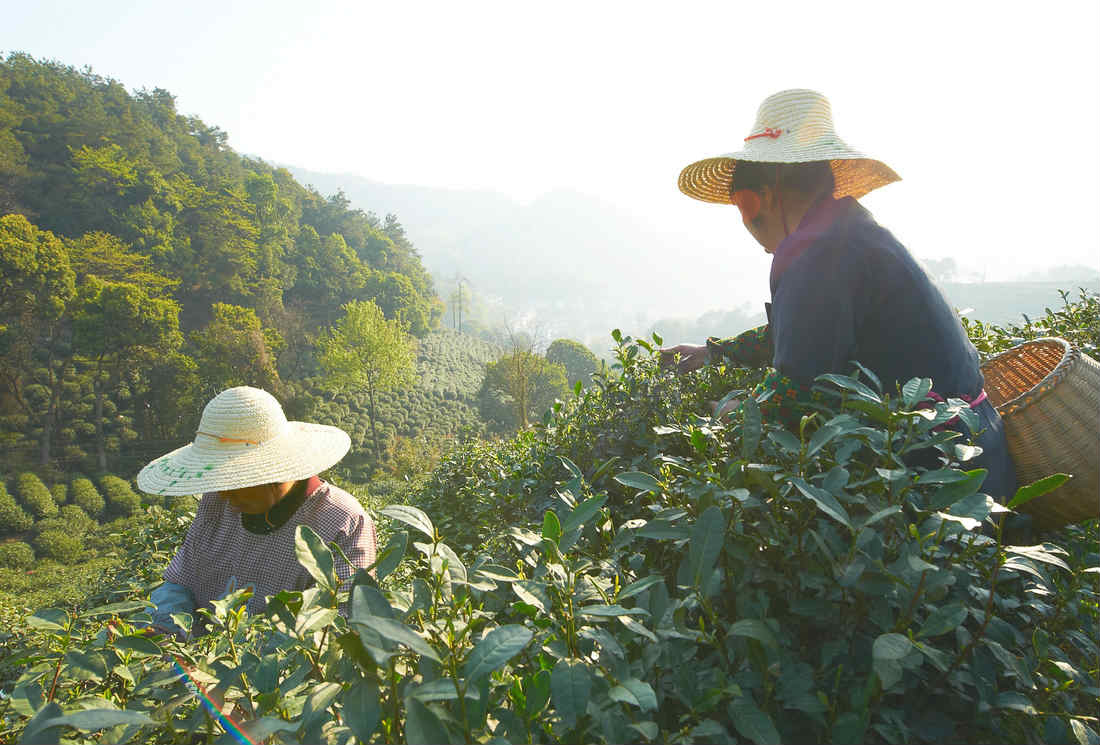 culture du thé