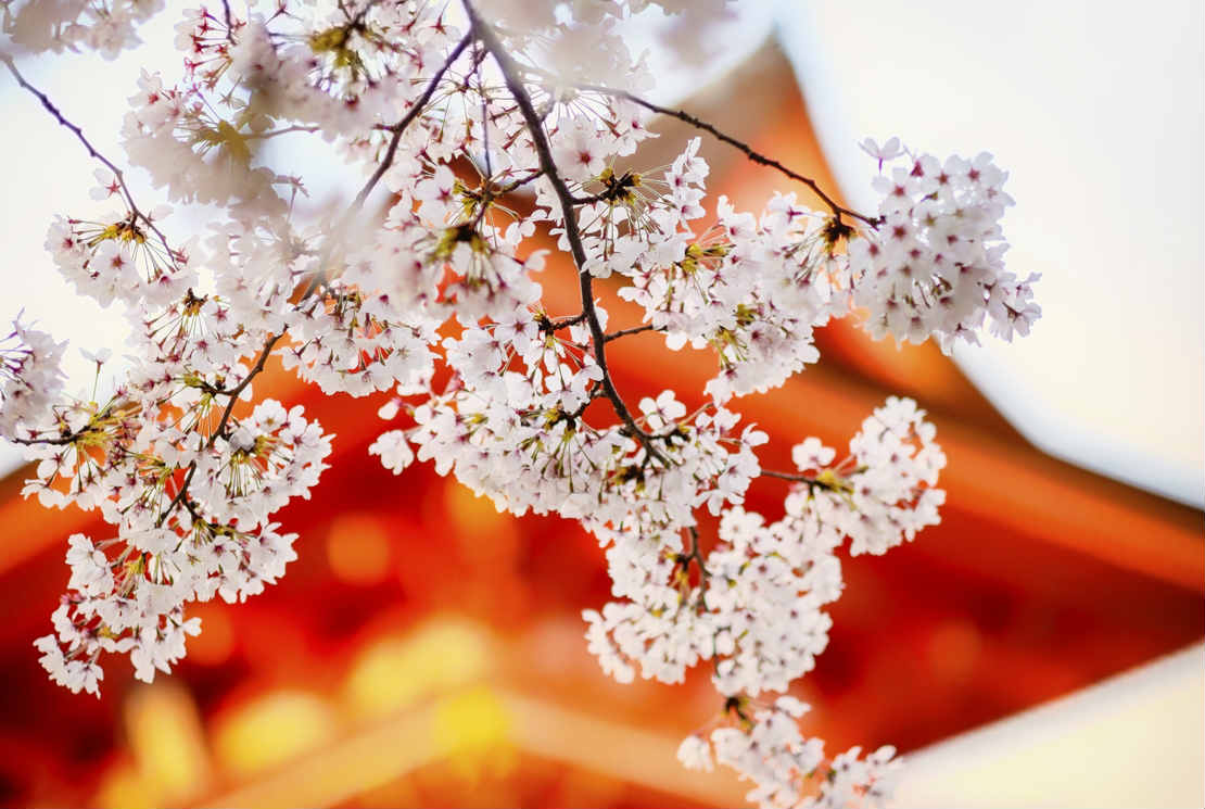 Le Hanami, la fête du printemps