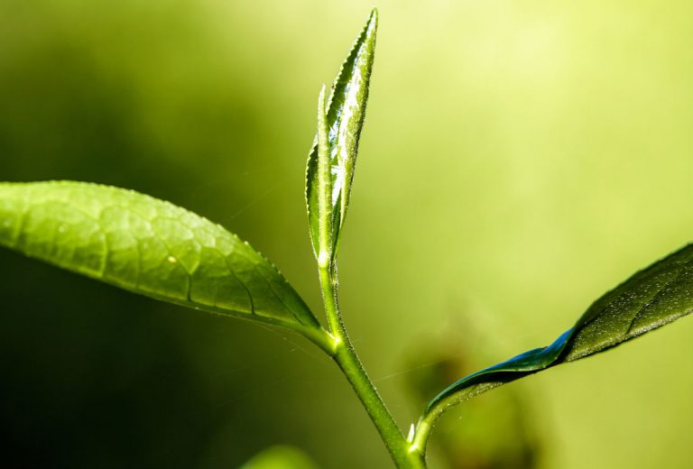Thé et antioxydants : les catéchines du thé vert