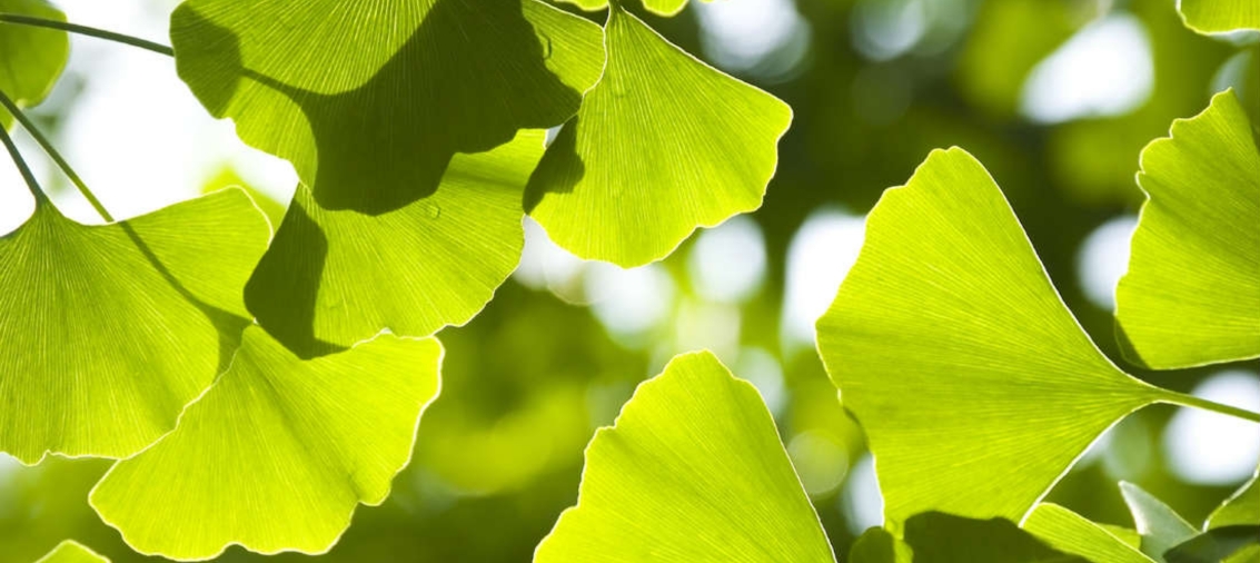 Les bienfaits du thé vert pour des jambes légères