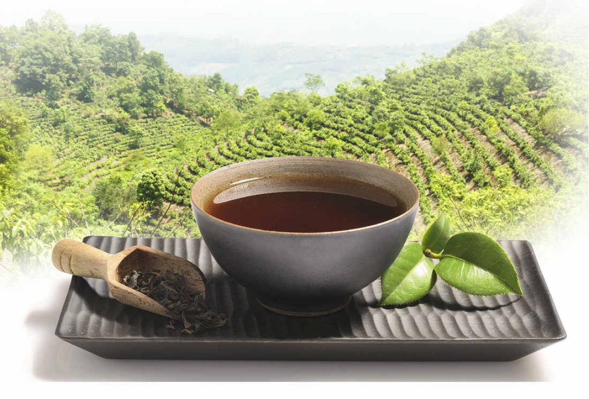 La consommation régulière de thé Hao Ling augmente les facteurs lipidiques cardioprotecteurs