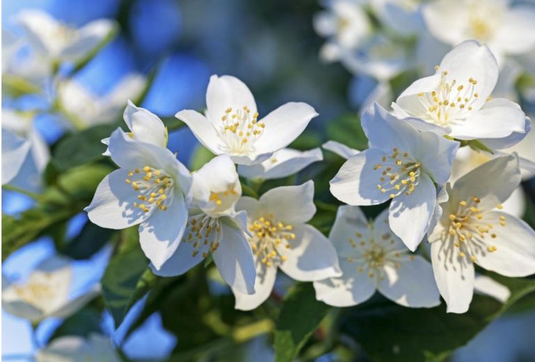 Les secrets ancestraux du thé au jasmin