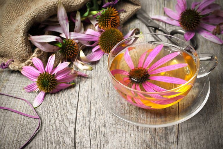 Les plantes pour booster ses défenses immunitaires naturellement