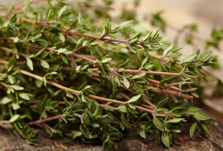 Les bienfaits de la tisane de thym