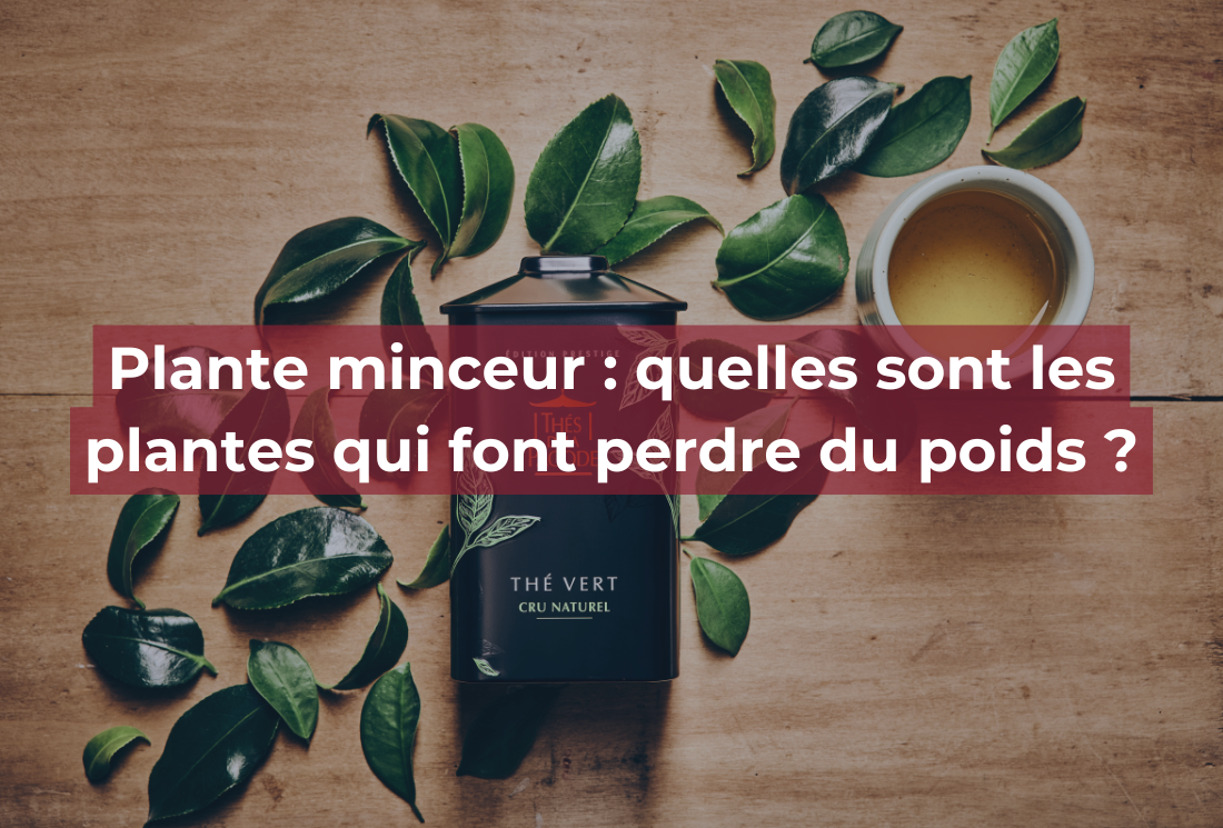 Plante minceur : quelles sont les plantes qui font perdre du poids ?
